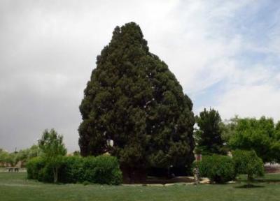 سرو ابرکوه یزد ، درختی از دل تاریخ و اسطوره سرو ابرکوه یزد ، درختی از دل تاریخ و اسطوره
